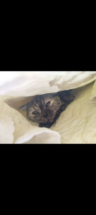 Британская кошка