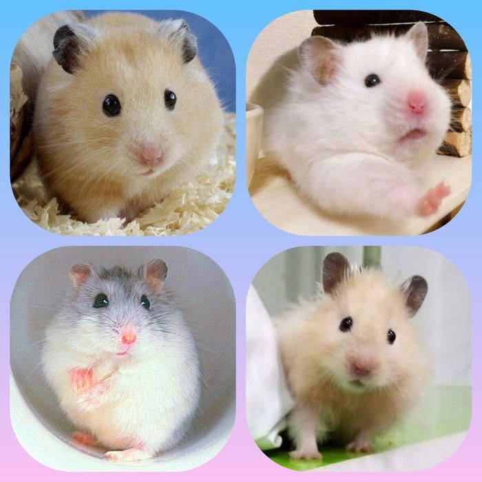 Хомячки домашние,ручные
