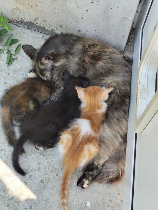 Подарявам котенца на 2 мес.