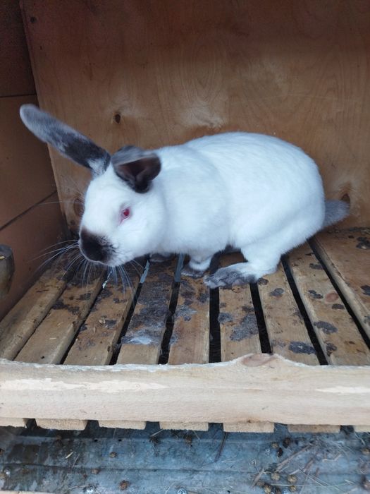 Продам кролика Калифорния