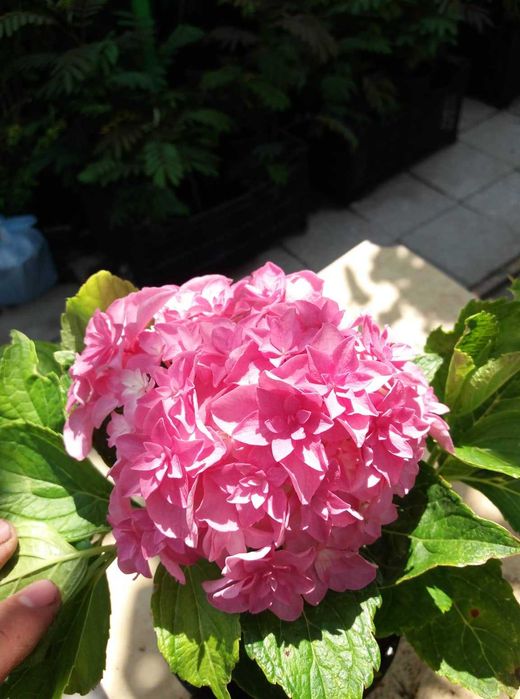 Хортензия Принцеса Даяна - Hydrangea princess Diana