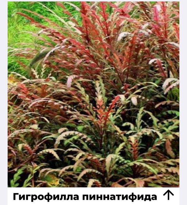 Растения для акварюма