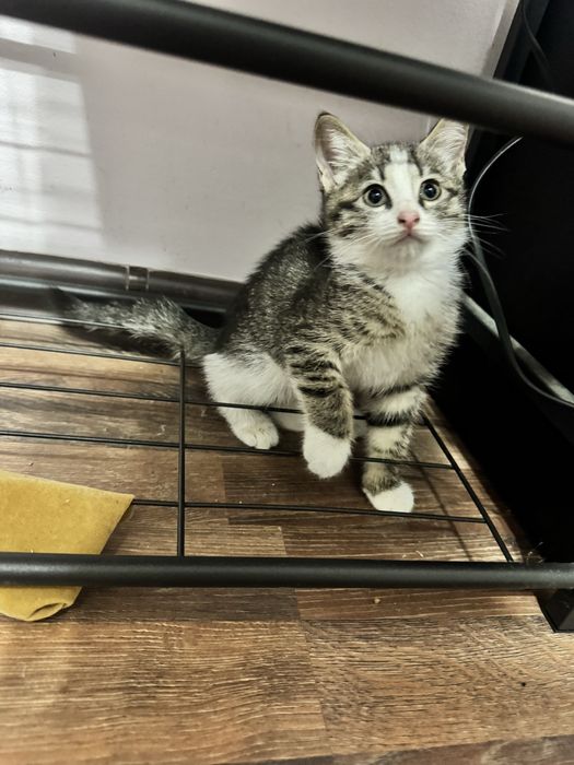 Отдам котенка в хорошие руки
