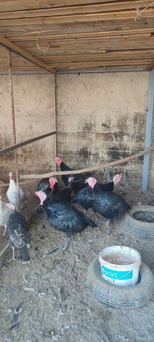 5 ta nar kurka sotiladi