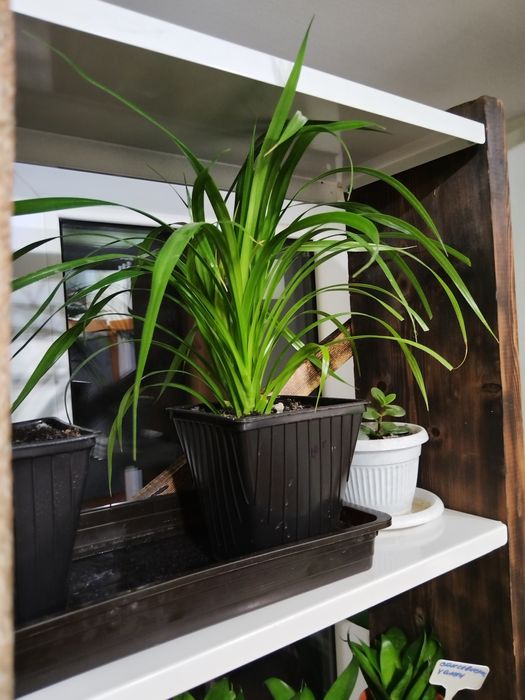 Продам комнатные растения