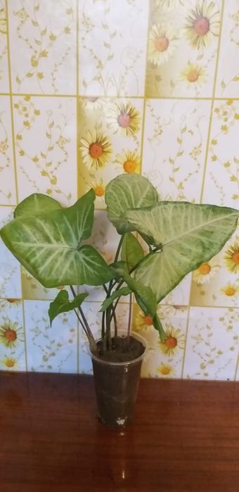 Комнатные цветы монстера