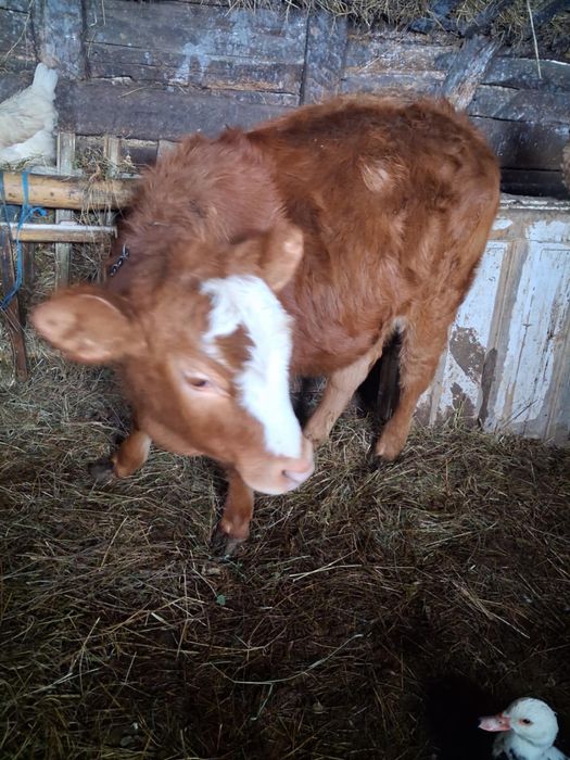 De vanzare Vitea baltată