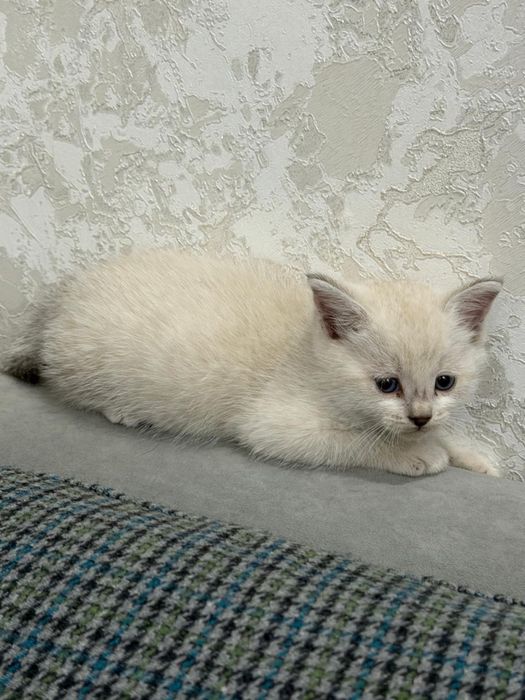 Продаются котята!!!
