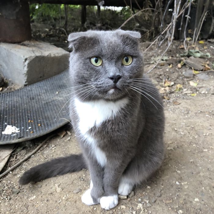 Животные . Кошки.