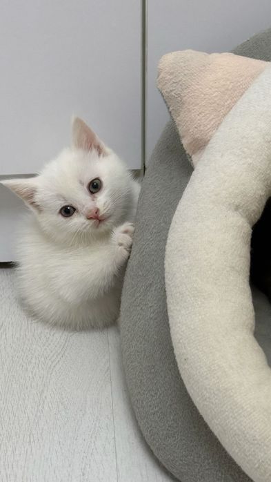 Шотландиский Скотиш  страйт боллари сотилади