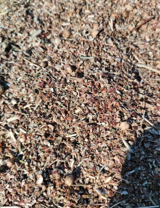 Зерноотходы льна