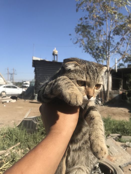 кошка сатылады