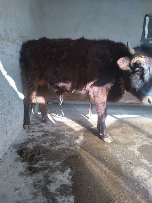 Buqa hokiz sotiladi soni 2 ta