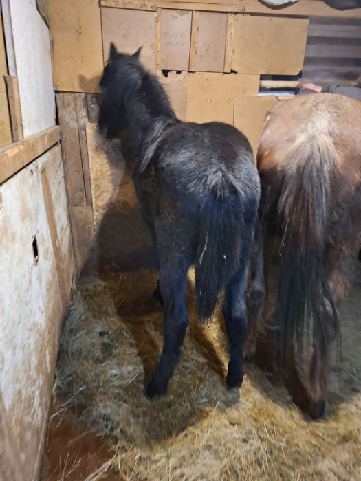 Продавам мъжко конче на 10 месеца