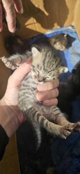 Котята миленькие