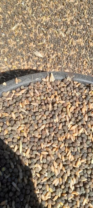Mazariche de toamnă, cu puțin triticale