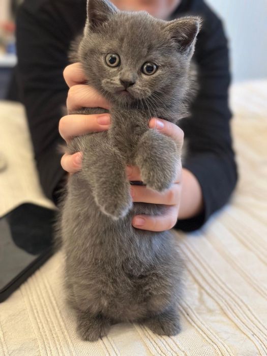 British shorthair blue ( video whtsp )