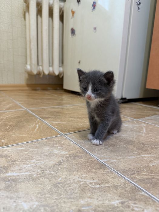 Отдам котят в добрые руки