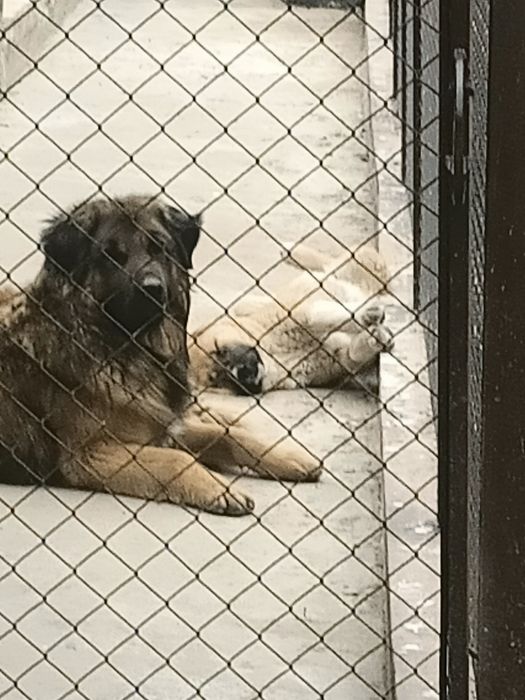 Кавказская овчарка