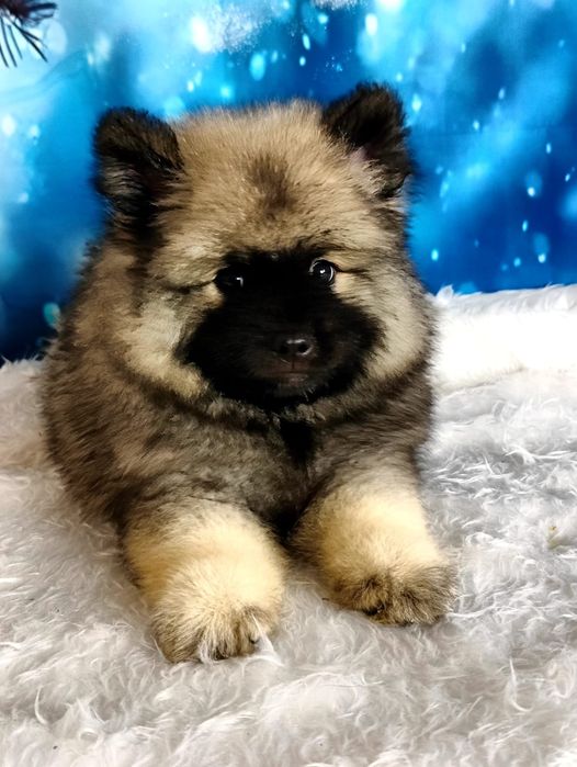 Вольф шпицы девочки