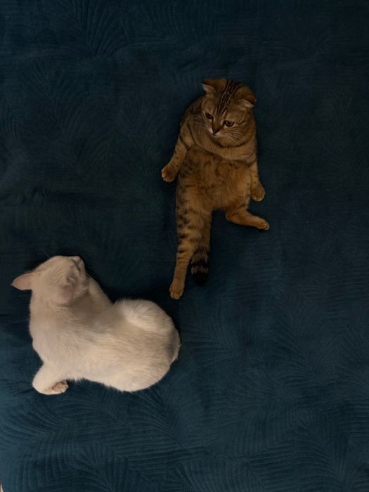 кошка выслоухая девочка