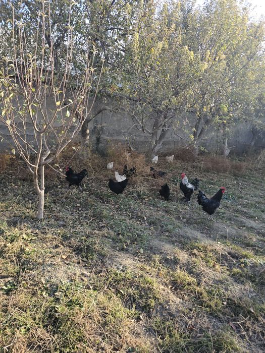 Bramalar va Jersey Giant xurozlar sotiladi, 5–7 oylik sog‘lom zotlar!