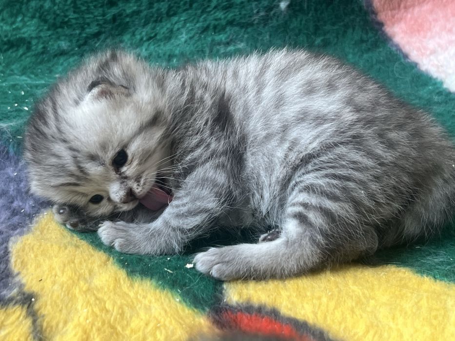 Котята милашки:)