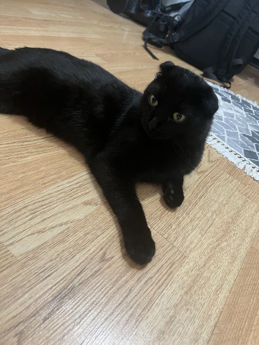 Отдам даром кота