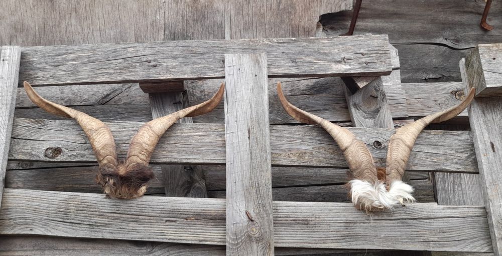 Трофей, рога !!!