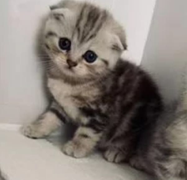 Котята чистокровные