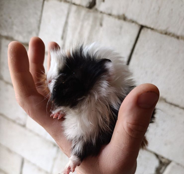 Продаются морские свинки