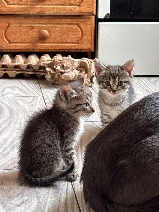 Отдам котят в добрые руки