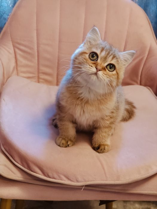 Британская Шиншилла Алматы