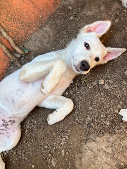 Adoptii catei Bucuresti