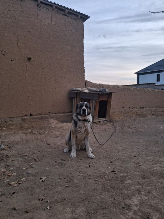 Төбет ит сатылады