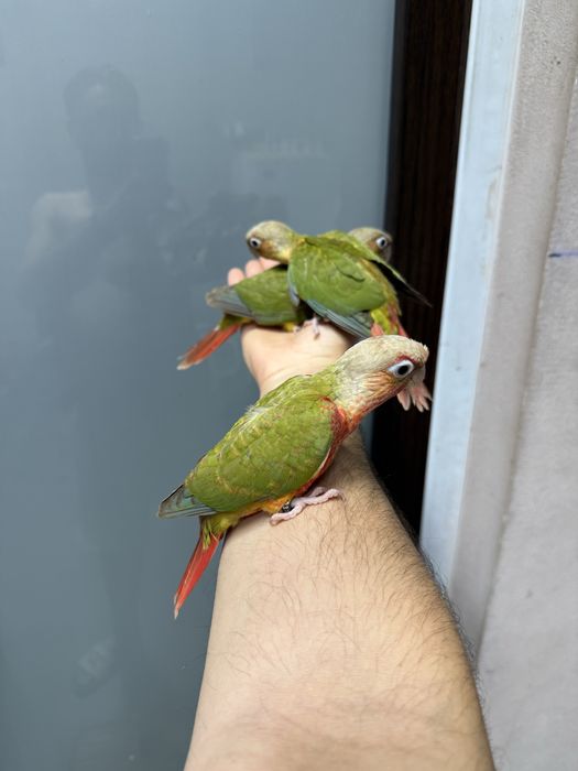 Papagali vorbitori pyrhurra pyrrhura pui blanzi pirura