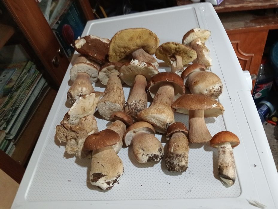 Prestez servicii contra cost
-toaletat pomi
-frezat teren
-produc, vând și plantez răsaduri contra cost
-tau lemne de foc cu