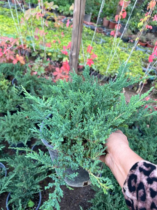 Мажевельник горизантальный