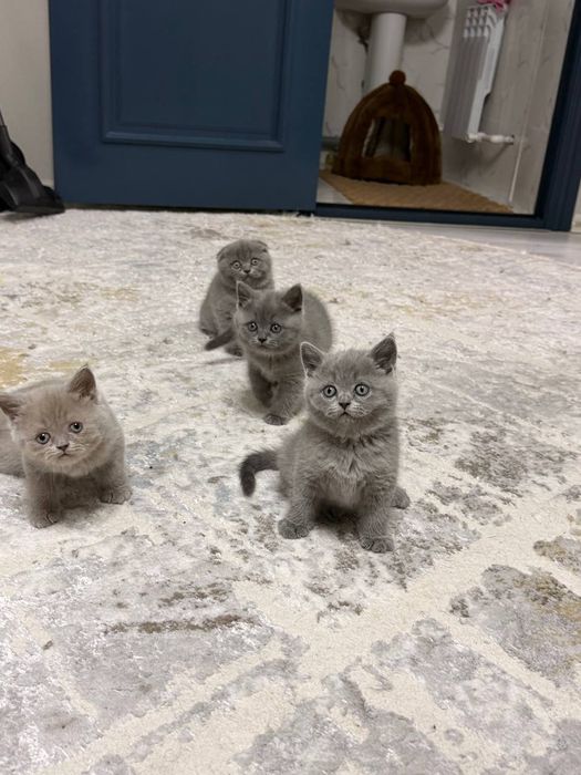 Котята Британцы Британ мушукчалари