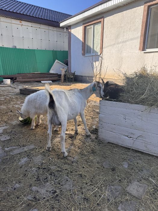 Ешкі сатам лағымен