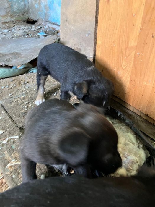 щенки в добрые руки