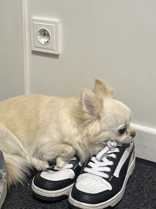 Чихуахуа Длинношерстная