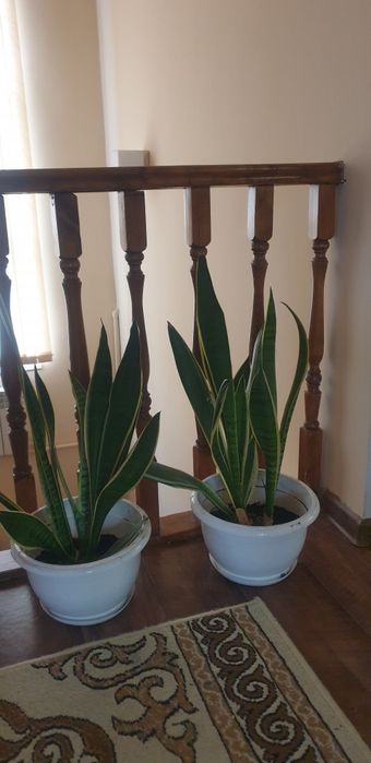 Сансевиерия Перл янг