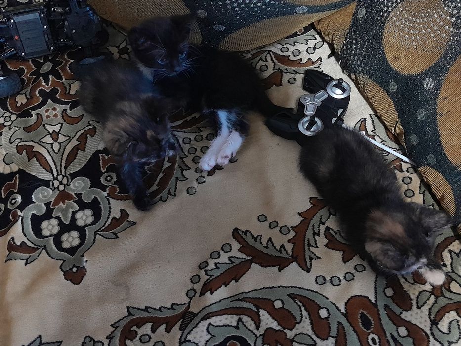 Срочно Котята отдам