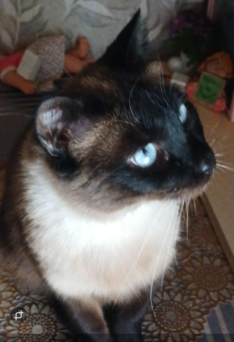 Кастрированный котик 2 года