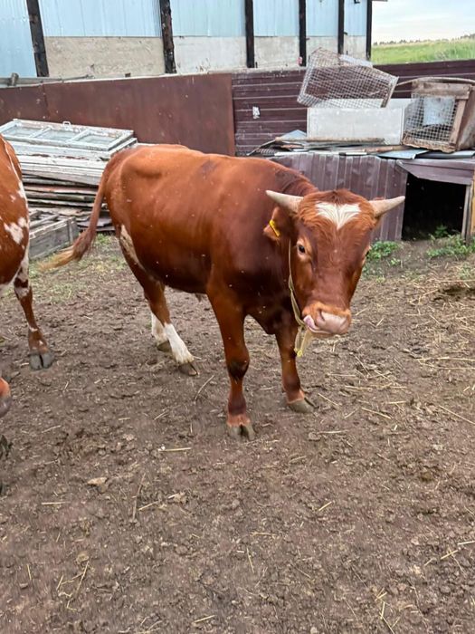 Продам корову и быка