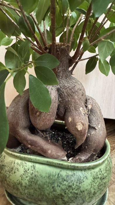 Фикус  Микрокарпа Гинсенг