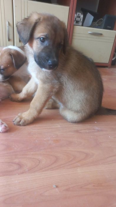 Подаряваме малки и големи кученца