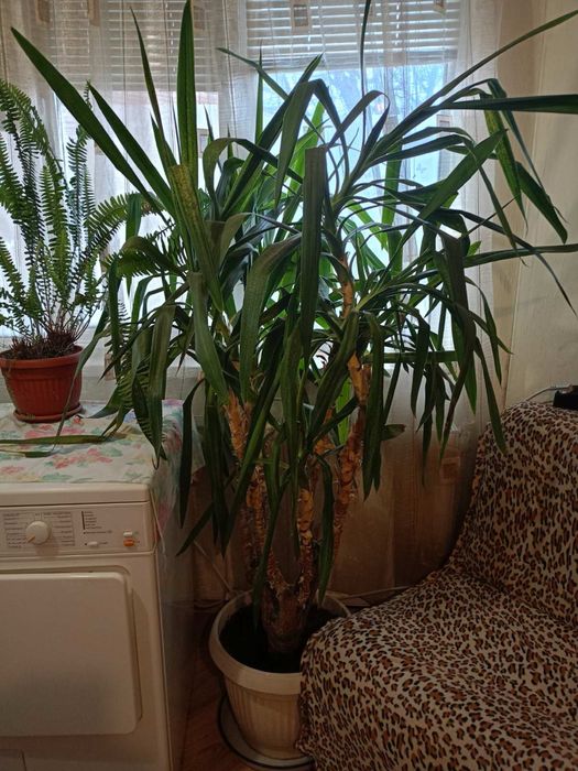 Палма Юка 30 годишна