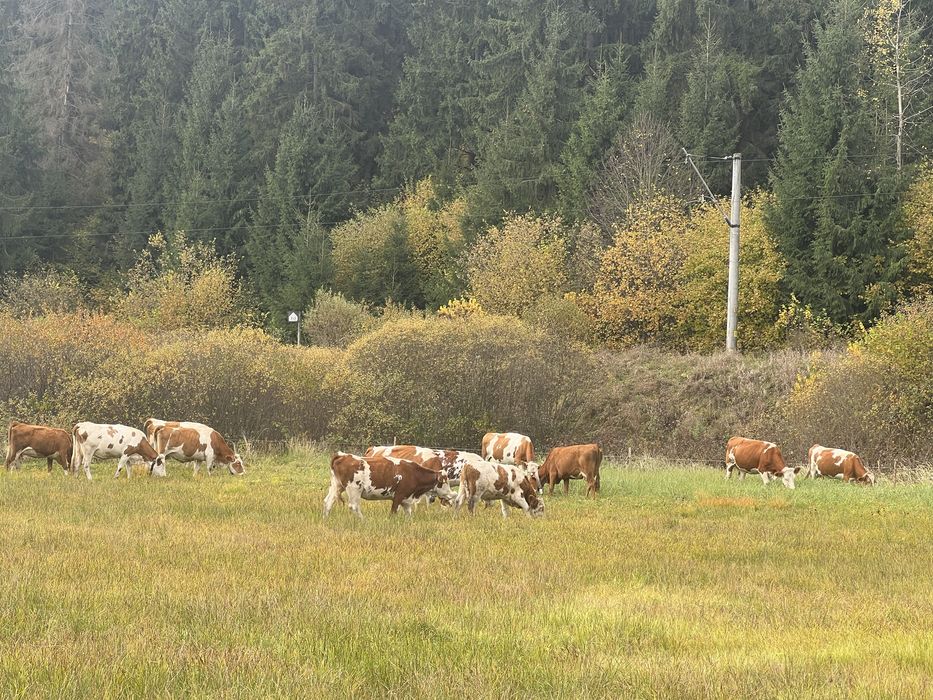 Vaci de lapte de vanzare